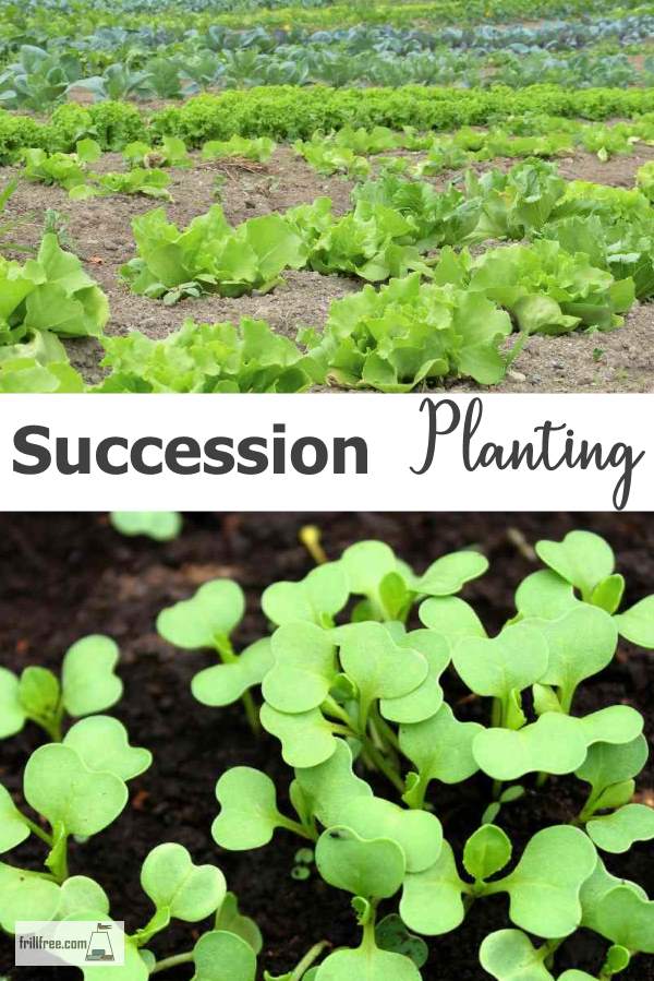 succession-planting600x900.jpg