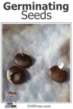 germinating-seeds-600x900.jpg