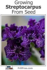 growing-streptocarpus-from-seed600x900.jpg