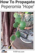 how-to-propagate-peperomia-hope-600x900.jpg