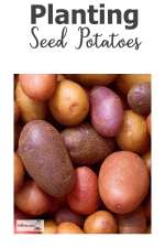 planting-seed-potatoes600x900.jpg