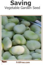 saving-vegetable-garden-seed1-600x900.jpg