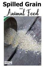 spilled-grain-and-animal-feed600x900.jpg