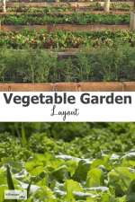 vegetable-garden-layout600x900.jpg