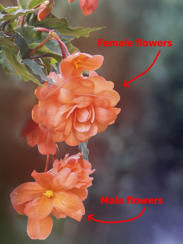 begonia-flowers-male-and-female600x800.jpg