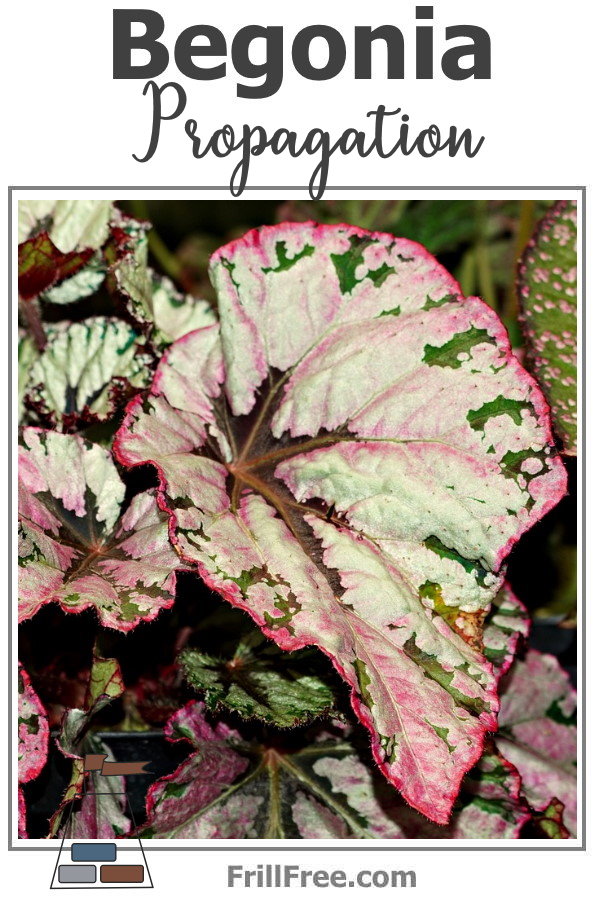 begonia-propagation-600x900.jpg