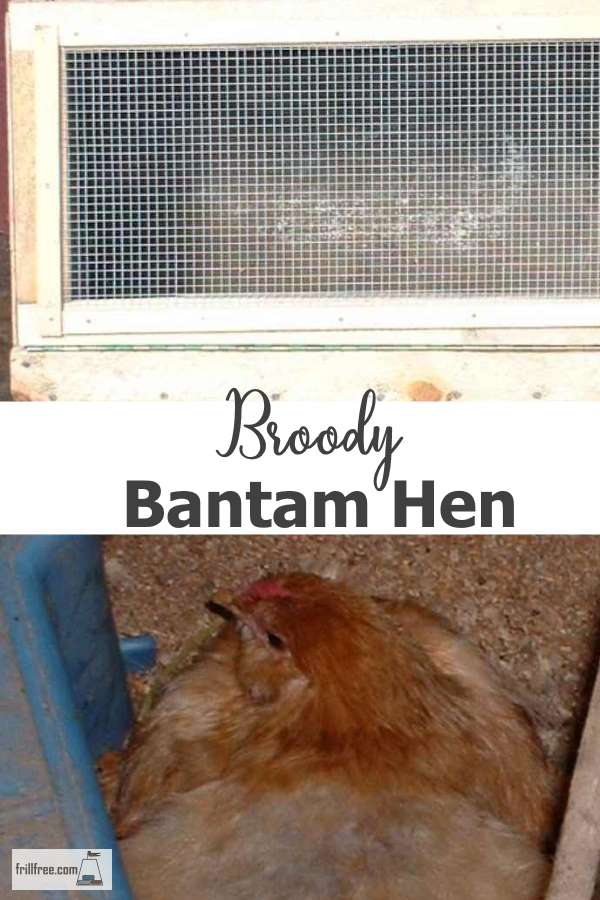 Broody Bantam Hen Put That Mothering Instinct To Work