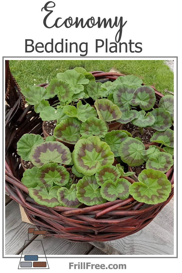 economy-bedding-plants-600x900.jpg