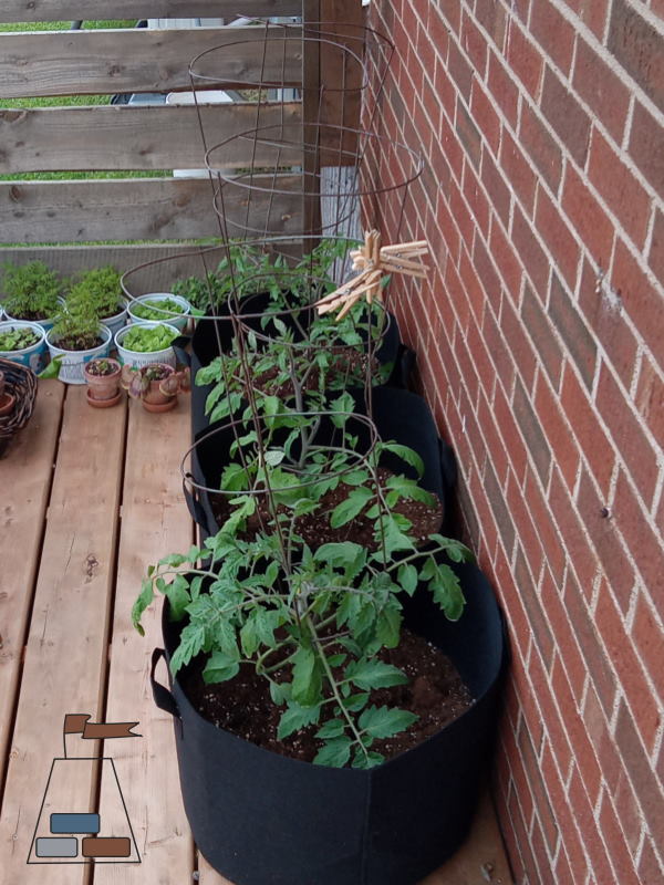 grow-bags-with-tomato-plants600x800.jpg