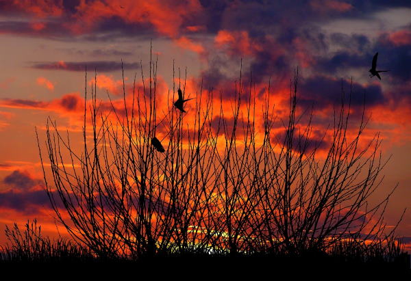 hedge-at-sunset.jpg