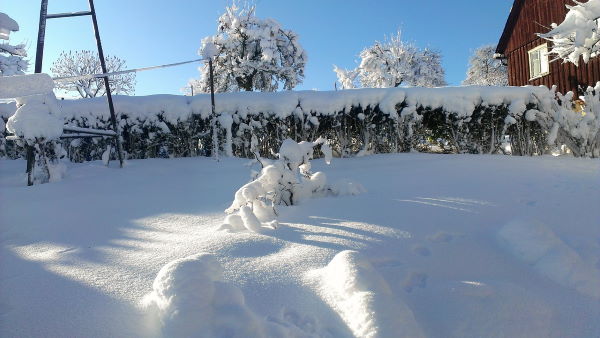 hedge-in-snow.jpg