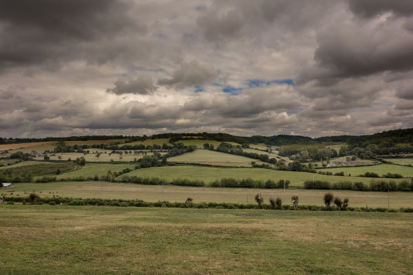 hedge-landscape.jpg