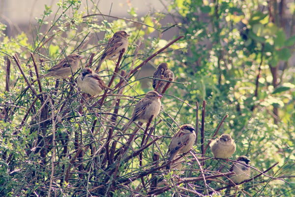 hedge-with-sparrows.jpg