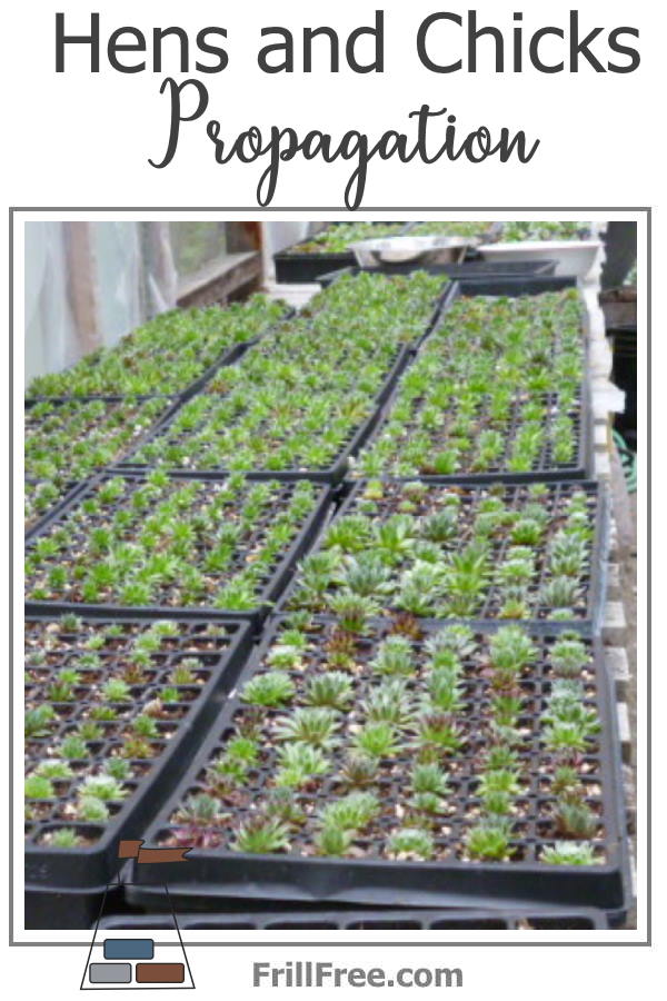 hens-and-chicks-propagation600x900.jpg