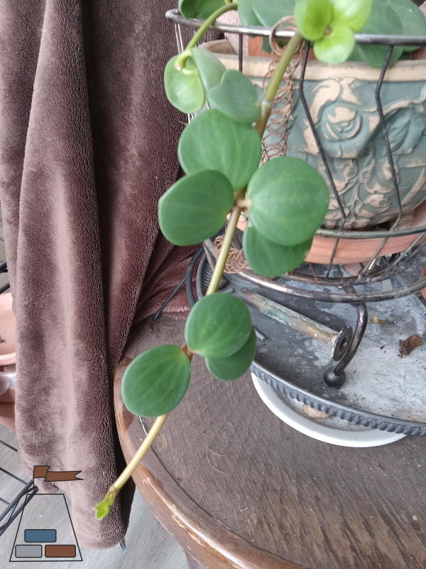 how-to-propagate-peperomia-hope-trailing600x800.jpg