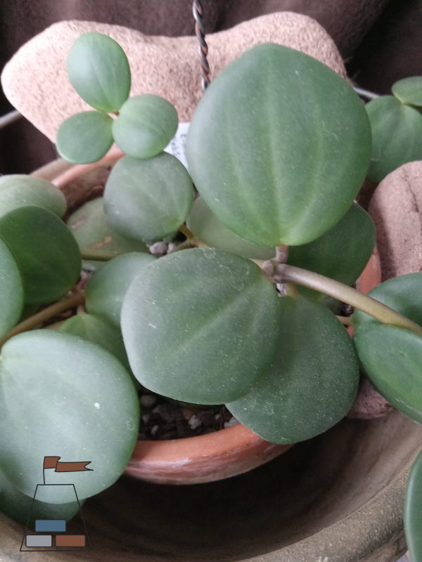 how-to-propagate-peperomia-hope600x800.jpg