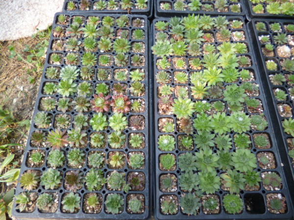propagating-hens-and-chicks-in-1020-flats600x450.jpg