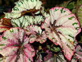 thumb-begonia-propagation.jpg