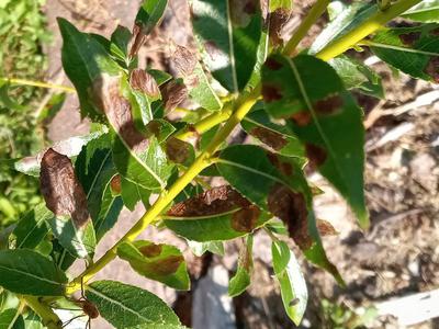 Closeup of the damaged leaves