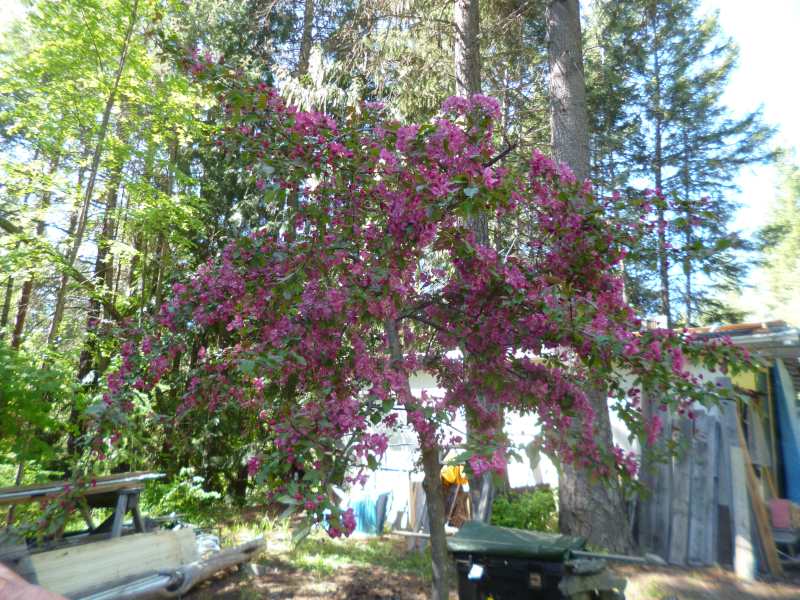 Flowering Almey Crab