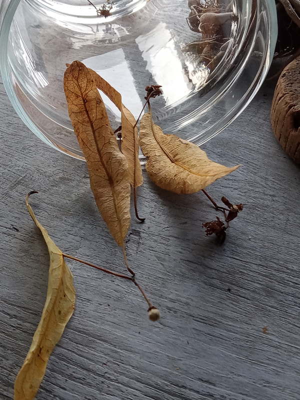 ask-the-horticulturist-tilia-cordata-flowers-close-up600x800.jpg