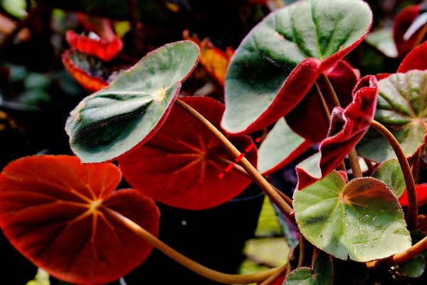 begonia-leaf-where-to-cut600x400.jpg