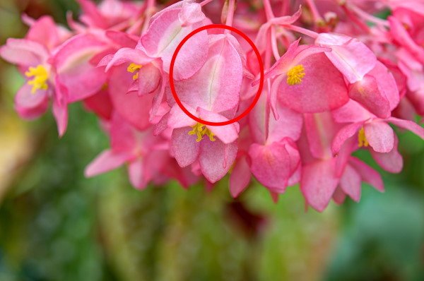 begonia-seed-forming600x398.jpg