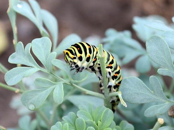 Swallowtail butterfly caterpillar on Ruta graveolens