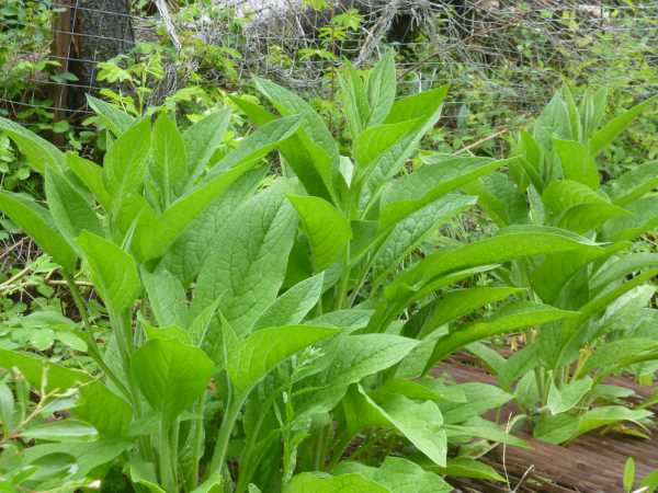 Comfrey