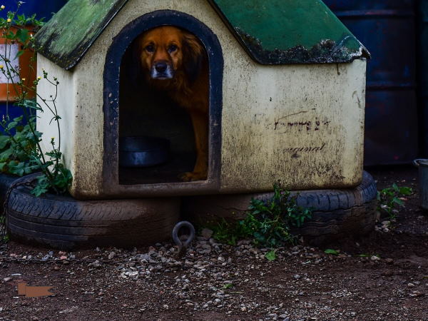 Dog House on Tires