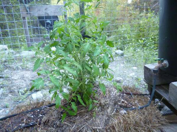 Tomato Plant