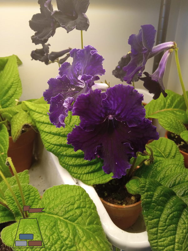 how-to-grow-streptocarpus-in-bussing-tubs600x800.jpg