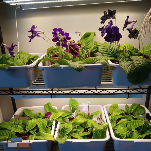 how-to-grow-streptocarpus-under-lights600x600.jpg