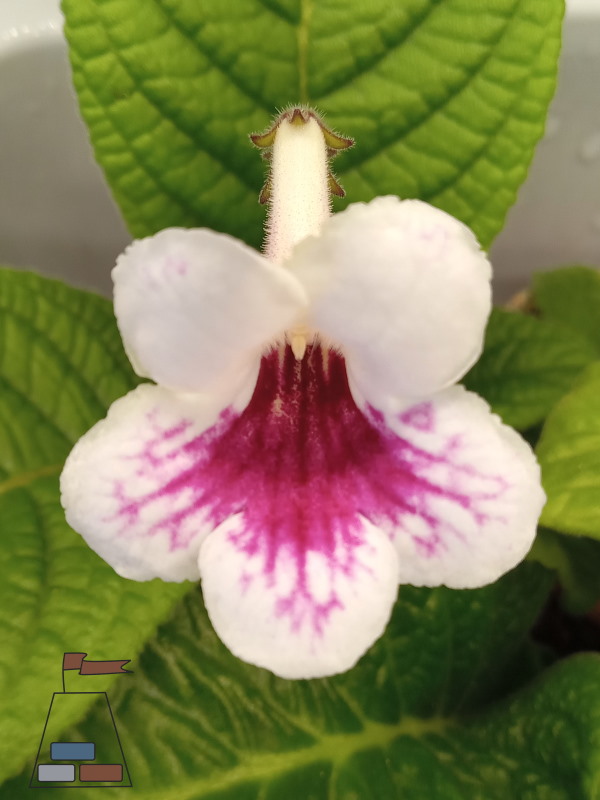 how-to-grow-streptocarpus-white-flower-red-bee-guides600x800.jpg