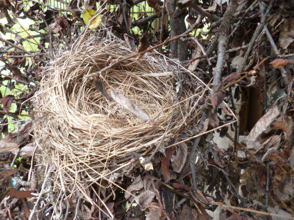 Pictured from the side, the same nest