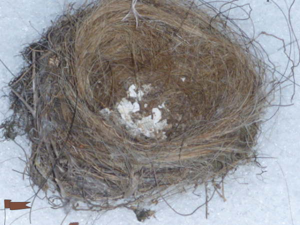 Smallest birds nest, lined with horsehair