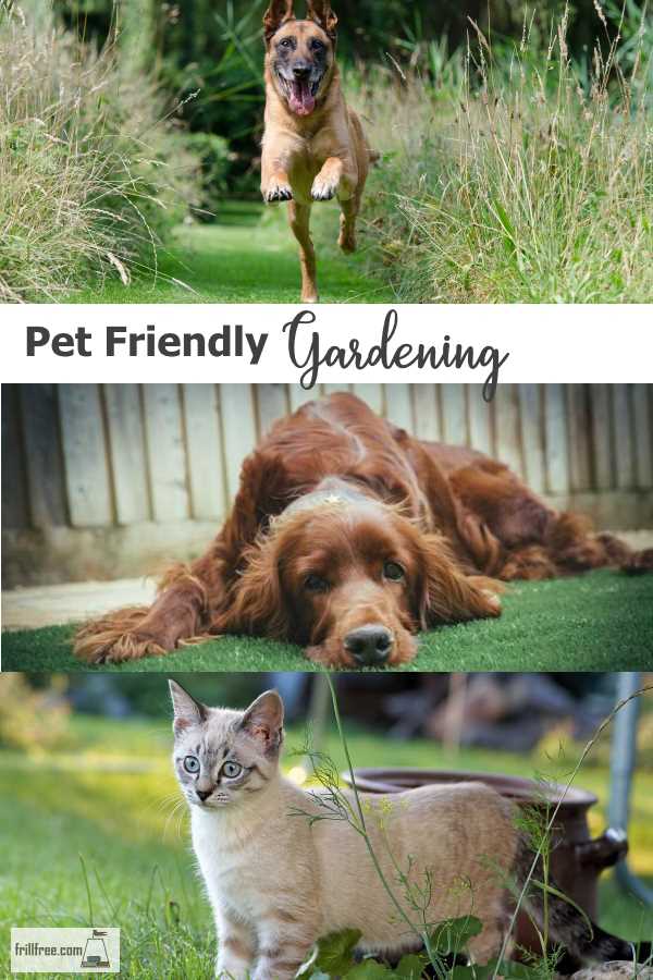 Guest post; How to Make Your Garden Safe for Your Pet - Pet Friendly Gardening...