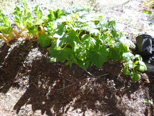 Plain Old Compost Pile