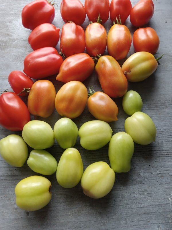 ripening-green-tomatoes-rainbow600x800.jpg