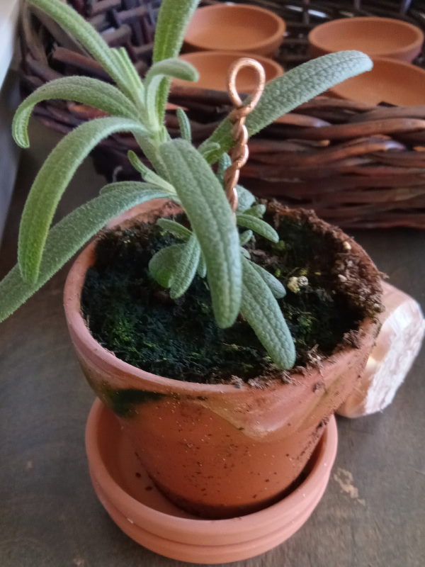 rosemary-topiary-seedling-in-a-clay-pot600x800.jpg