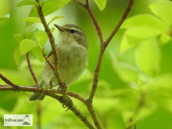 Songbird in the willows