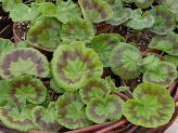 thumb-economy-bedding-plants.jpg