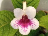 thumb-how-to-grow-streptocarpus.jpg