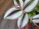 thumb-tradescantia-zebrina-propagation.jpg