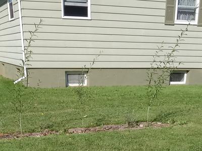 Showing the different sizes of the three willows